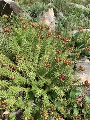 Rhodiola dumulosa