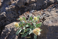 Phacelia hastata compacta