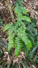 Adiantum silvaticum