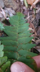 Adiantum silvaticum