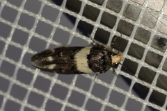 Recurvaria leucatella