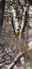 Spinus notatus