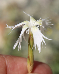 Dianthus awaricus