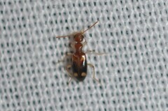 Stricticomus tobias