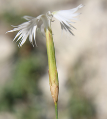 Dianthus awaricus