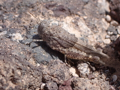 Sphingonotus pachecoi
