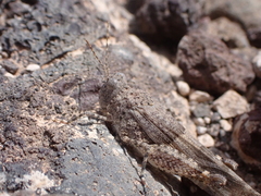 Sphingonotus pachecoi