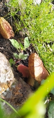 Boletaceae