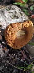 Boletaceae