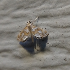 Chrysendeton medicinalis