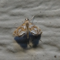 Chrysendeton medicinalis