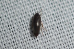 Melandryinae