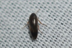 Melandryinae