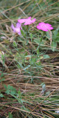 Dianthus caucaseus