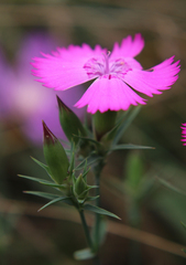Dianthus caucaseus