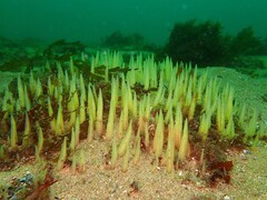 Ciocalypta penicillus