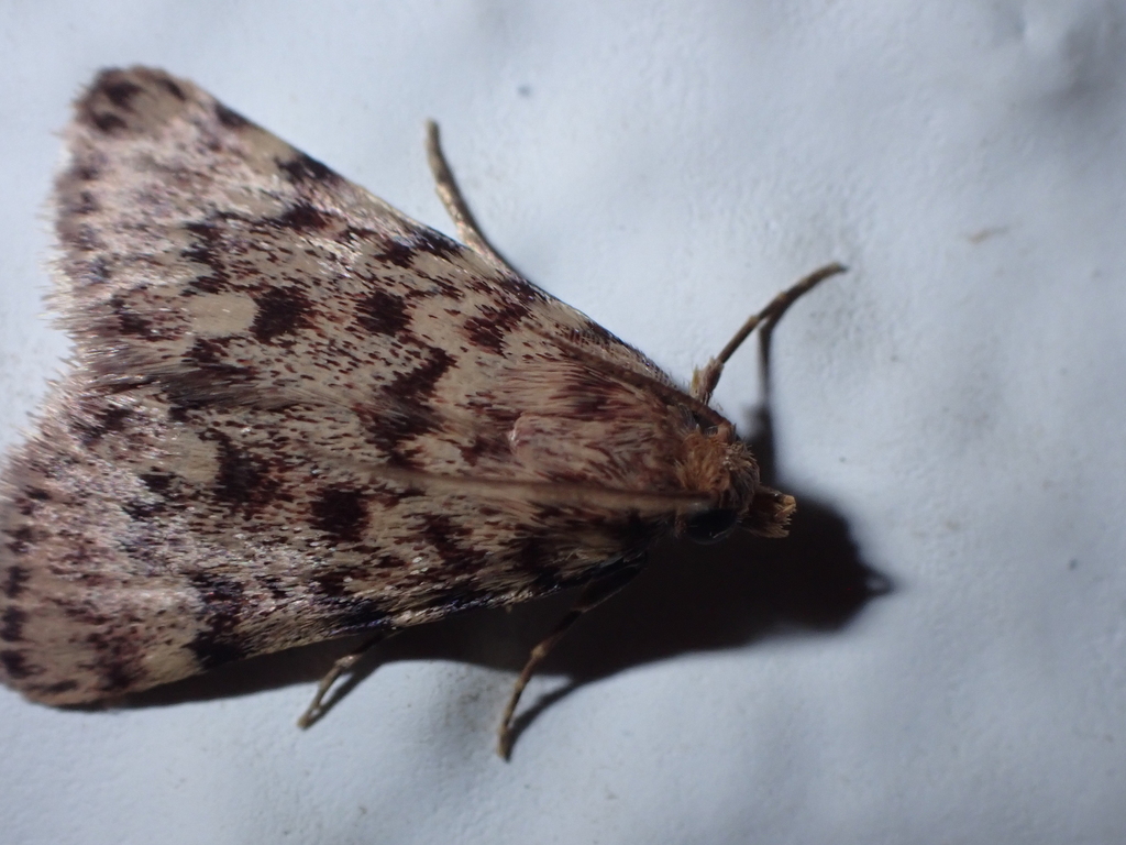 Aglossa rubralis