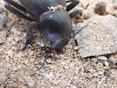 Blaps gigas