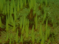 Ciocalypta penicillus