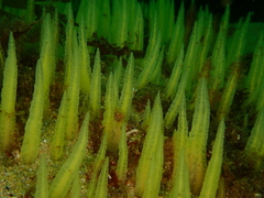 Ciocalypta penicillus