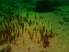 Ciocalypta penicillus