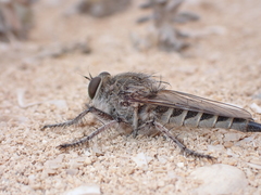 Promachus consanguineus