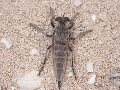 Promachus consanguineus