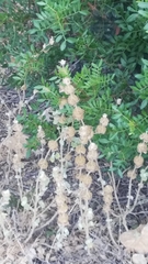 Marrubieae