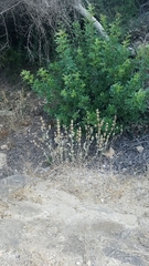 Marrubieae