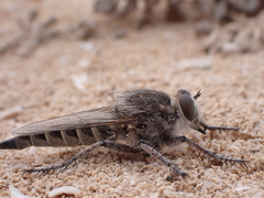 Promachus consanguineus