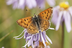 Tharsalea dorcas sangremar