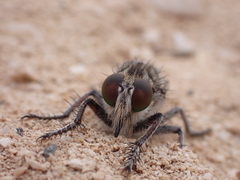 Promachus consanguineus