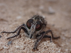 Promachus consanguineus