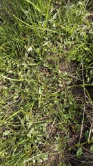 Hermannia procumbens