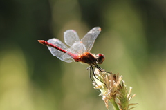 Sympetrum sanguineum