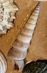 Turritellinella tricarinata