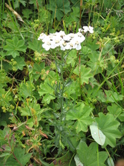 Achillea ledebourii