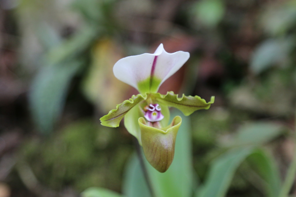 Spicer's Paphiopedilum