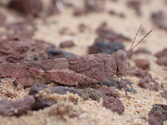 Sphingonotus pachecoi