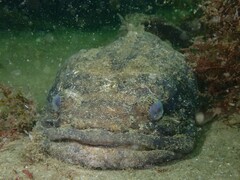 Halobatrachus didactylus