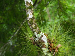 Tillandsia juncea