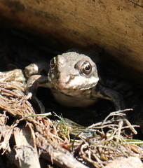 Pelophylax ridibundus