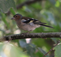 Fringilla coelebs