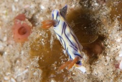Hypselodoris nigrostriata
