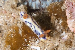 Hypselodoris nigrostriata