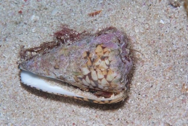 Conus bandanus