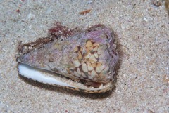Conus bandanus