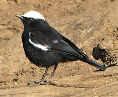 Myrmecocichla arnotti arnotti