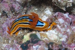 Chromodoris celinae