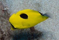 Chaetodon interruptus